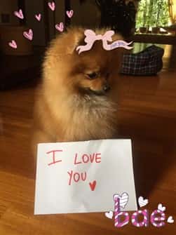 pomeranian-on-valentines-day-005